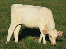 Oplay 26 heifer