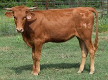 Cute Lass 25 Heifer