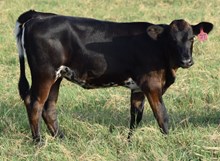 Playful Delight 26 Heifer