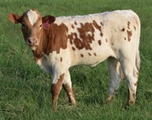 Eve 26 Heifer
