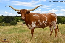 SEL COWGIRL'S PLAN