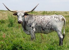 MI TIERRA VACA 992