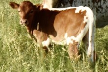 SHERIDAN X Dani's Beauty bull