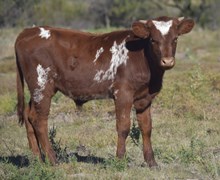 Alamo (Steer)
