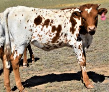 DELITE LV