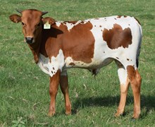 Sweet Out 26 Bull