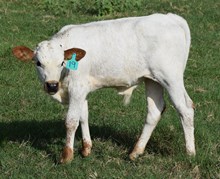 Tiffany 26 Bull