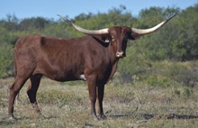 LM TEXANA'S REFLECTION