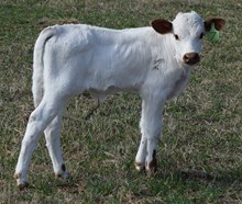 Ophira 26 Bull