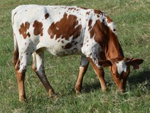 Rura 26 Heifer