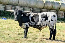 2537 DOUBLE EAGLE BULL