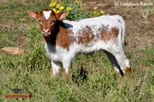 BULL CALF - BAM BAM X ROYAL