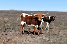 2022 Daisy Bull Calf