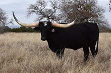 RJF BLACK KAT 242