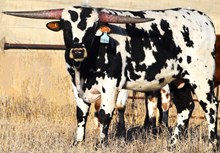 MWR SPOTTED BULL