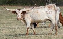 OL OPHIRA