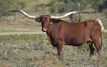 TCC TEXANA'S IMAGE
