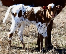 Grate Iron X Texana Lady Archer bull
