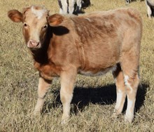 Eve 25 Heifer