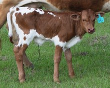 Rosepedal 26 Bull