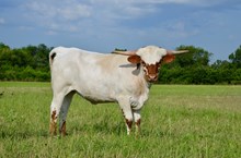 G3 Jackpot Diva