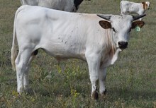 Letout 25 Steer