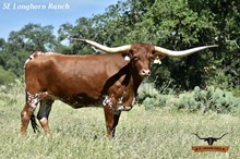 RJF COCAINE COWGIRL