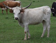 OL DEVERA 234