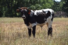 CHR RIM OF PEARLS X TCR KANSAS COWBOY