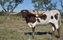 PECOS POLLY 2210