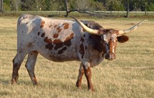 OL CECE