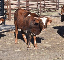 Flower bull 2417