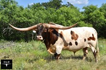 RJF COWBOY REB
