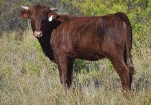 F6 Fogo de Cash