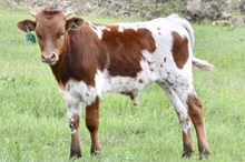 MARLBORO MAN X TUFFS TOP TEXA bull