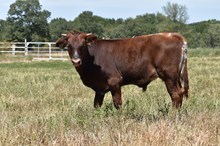 CINCO CINCA CB X JBR HIGH VOLTAGE TAG 603