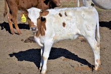 ATR BULL CALF
