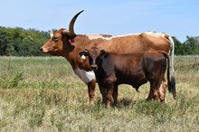 CHR LUCK BE A LADY X JBR HIGH VOLTAGE TAG 605