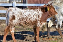 ATR BULL CALF