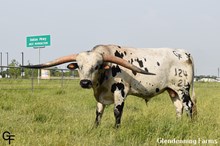 GF ALPHAIZM "Alphie"