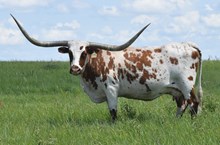 ALLENS DIXIE CHICK