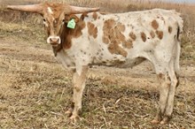 GLR CRACKER CUT GAL