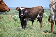 TCR LET FREEDOM RING X TCR THE KANSAN TAG 607