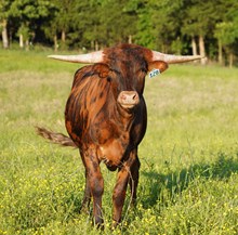 Texas Girl