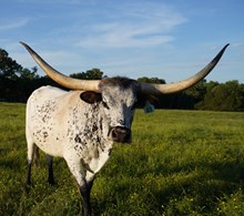 Brazos Chronicle 48/22
