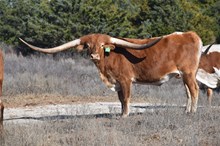 Bull calf 209 Royal Starlet