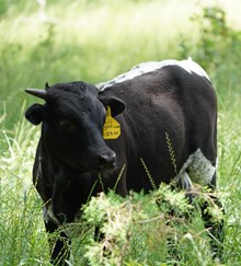 PCC DARK DUST X SF TUFF MAGNIFICENT