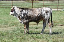 TCR ASPEN X TCR THE KANSAN TAG 609