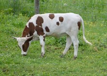 Jolene