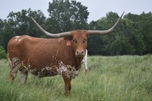 LC Rio Texa